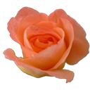 Rose peach 2 icon